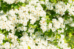 Denmark, Jutland, Ringkobing Fjord, Hawthorn (Crataegus). Denmark, Jutland, Ringkobing Fjord, Hawthorn (Crataegus).